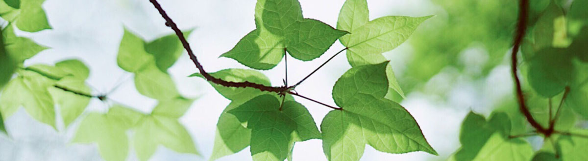 July 2021 Desktop Wallpapers