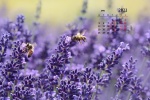 April 2021 Lavender Landscape Desktop Calendar Wallpaper