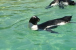 African penguins HD pictures