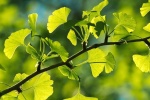 Fresh and beautiful ginkgo tree pictures