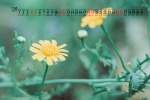 December 2021 eye-protecting green desktop calendar wallpaper