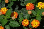 Brightly colored lantana pictures desktop wallpaper