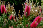 Red Melaleuca picture desktop wallpaper