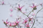 Pink celestial magnolia pictures