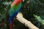 Colorful macaw pictures