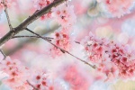 小清新櫻花樹手機壁紙圖片