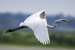 Great egret with snow-white feathers picture wallpaper