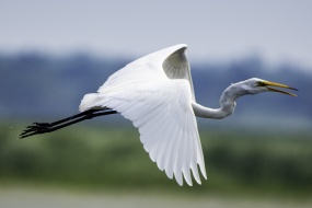 Great egret with snow-white feathers picture wallpaper