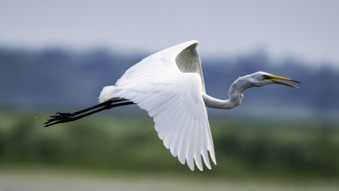 羽毛雪白的大白鹭图片壁纸