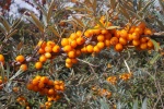 HD sea buckthorn fruit pictures desktop wallpaper