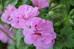 Pink geranium pictures