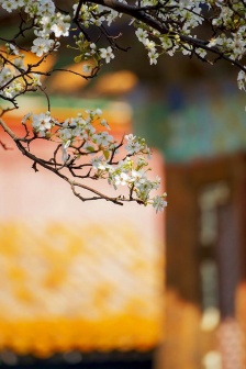Spring pear blossom pictures