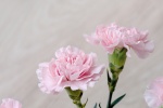 Pink carnation desktop wallpaper picture