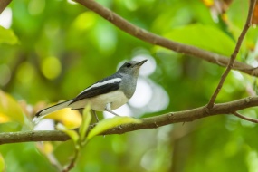 HD wagtail bird pictures desktop wallpaper