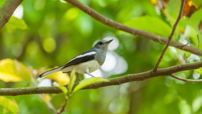 HD wagtail bird pictures desktop wallpaper