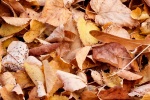 Autumn golden leaves pictures desktop wallpaper