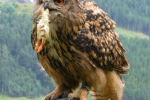 great horned owl pictures