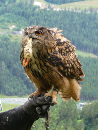 great horned owl pictures