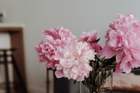 鲜艳迷人的牡丹花图片桌面壁纸