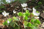 Wood sorrel pictures HD computer wallpaper