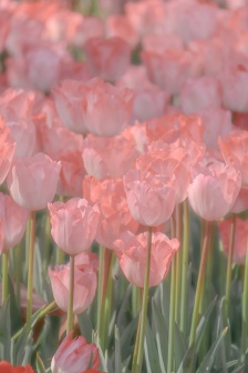 Pink tulips mobile wallpaper