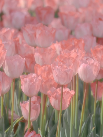Pink tulips mobile wallpaper