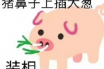 猪鼻子上插大葱（装相）