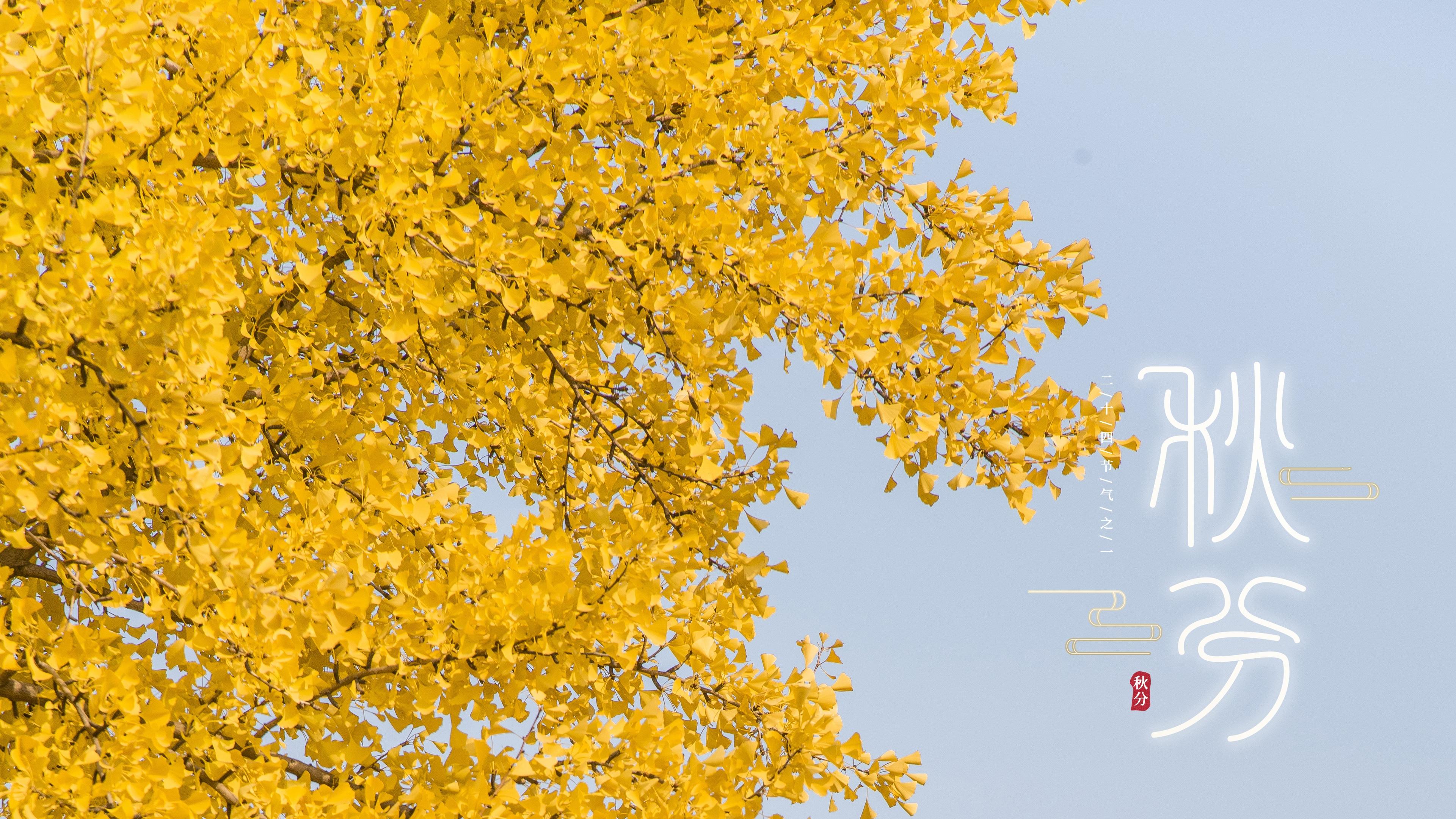 秋分时节银杏树图片桌面壁纸