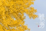 Autumnal equinox ginkgo tree pictures desktop wallpaper
