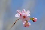 Spring cherry blossoms HD photography pictures desktop wallpaper