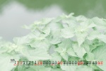 2021年10月护眼绿植风景桌面日历壁纸