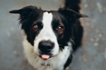 HD border collie pictures desktop wallpaper