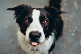 HD border collie pictures desktop wallpaper