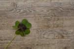 green four leaf clover pictures
