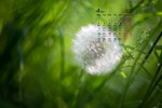2022年4月清新淡雅的花朵桌面日历壁纸