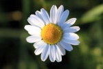 Beautiful HD Daisy Pictures Desktop Wallpaper