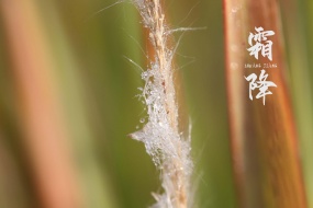 节气霜降清新绿植美景图片壁纸