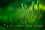 2021年8月绿色植物护眼高清日历壁纸