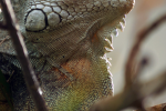Color changing iguana pictures