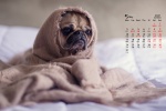 May 2021 cute pug desktop calendar wallpaper