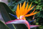 Strelitzia reginae pictures desktop wallpaper