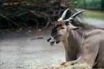 Pictures of big forest antelope