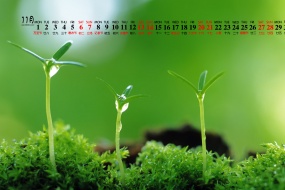November 2021 green plant eye protection HD calendar wallpaper