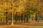 Autumn forest scenery pictures desktop wallpaper