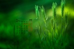 Eye-protecting green plants HD desktop calendar wallpaper for March 2022