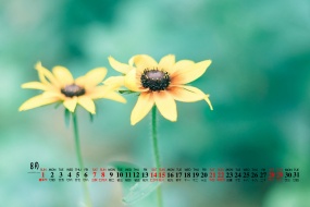 August 2021 emerald green plants HD calendar wallpaper