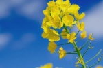 Beautiful pictures of rape flowers
