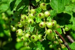 HD currant picture desktop wallpaper