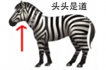 斑马的脑袋头头是道