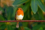 Robin on a branch picture desktop wallpaper